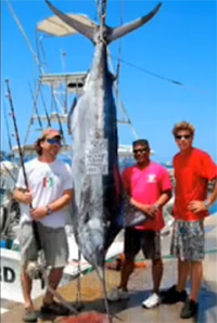 Die Hard sportfishing in Lahaina Maui Pacific Blue Marlin