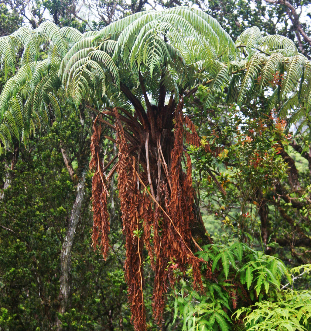 Endemic Male Tree Ferns abound.