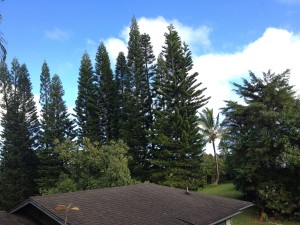 IMG_0582