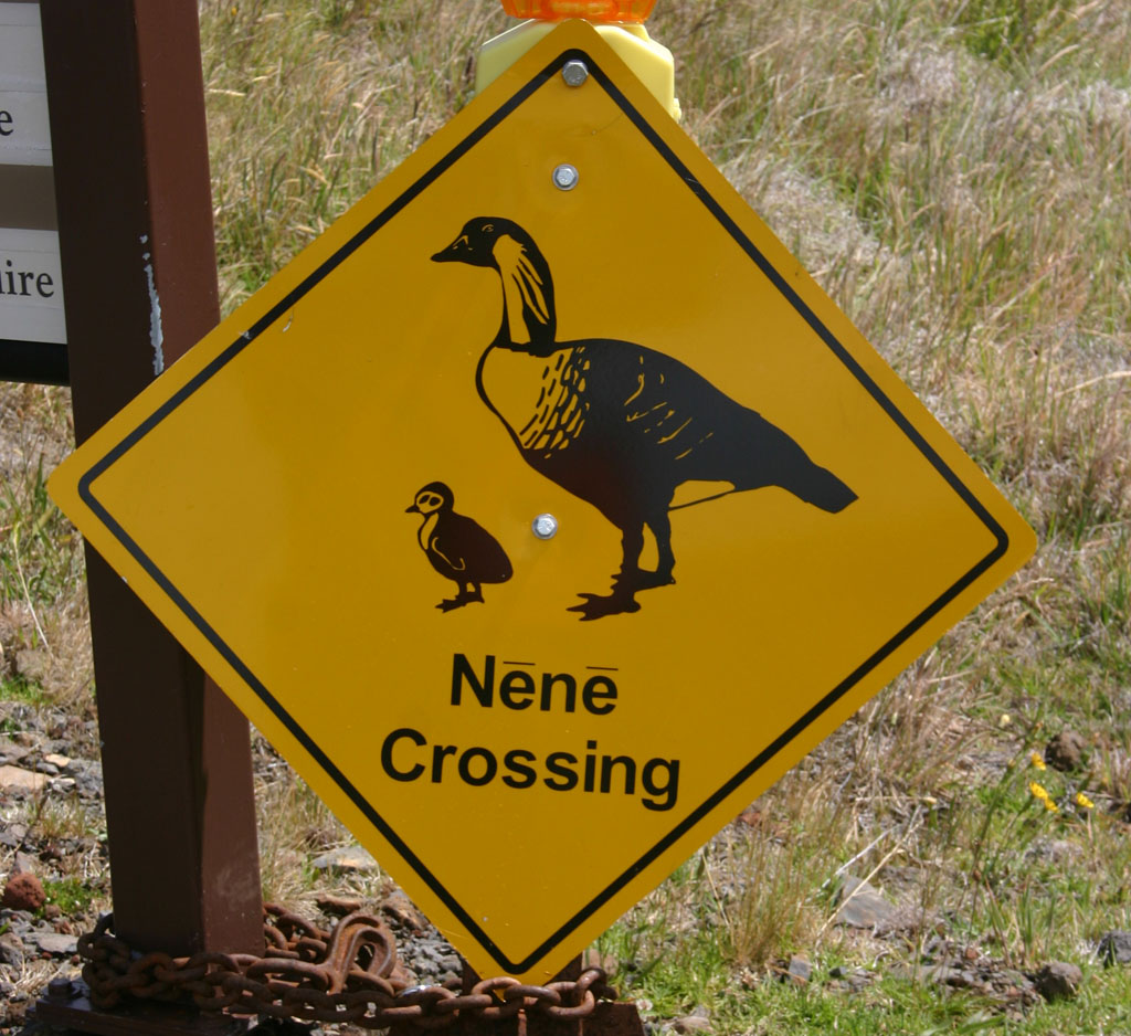 Car strikes are a top threat to nene in the park.
