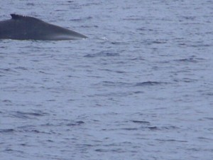 First Whale of the Season. Photo Credit: Rich West & Pacific Whale Fondation